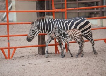 Nace cría de cebra en el Zoológico y Acuario de NLD