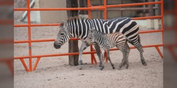 Nace cría de cebra en el Zoológico y Acuario de NLD