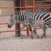 Nace cría de cebra en el Zoológico y Acuario de NLD