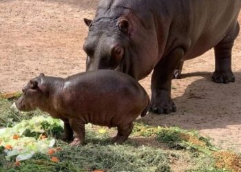Nacen más de 10 crías en lo que va del año en el Zoo de NLD