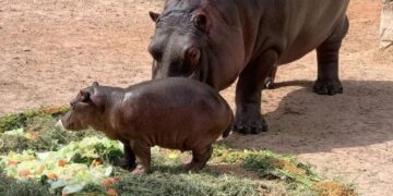 Nacen más de 10 crías en lo que va del año en el Zoo de NLD