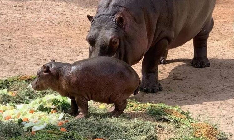 Nacen más de 10 crías en lo que va del año en el Zoo de NLD