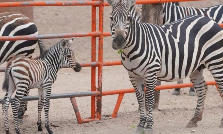 Nacen más de 10 crías en lo que va del año en el Zoo de NLD