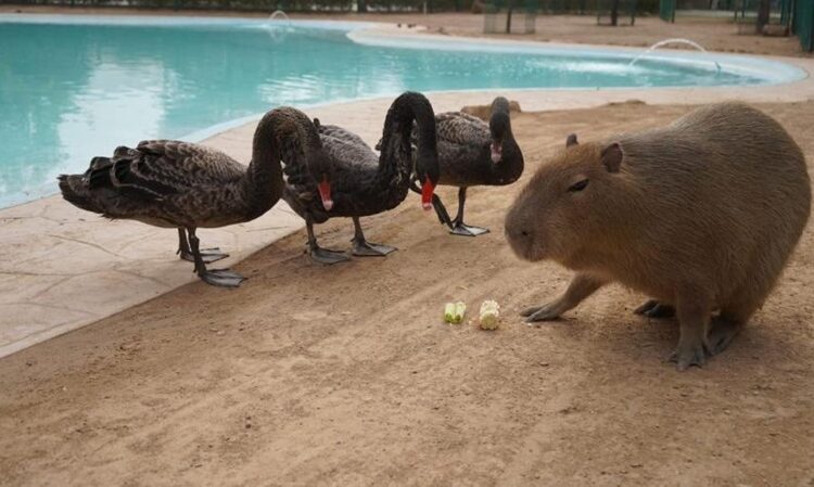 Nacen más de 10 crías en lo que va del año en el Zoo de NLD