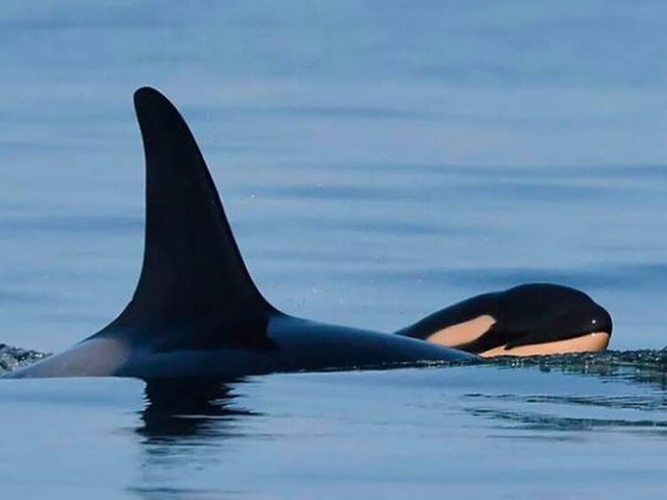 23 de julio, “Día Mundial de las Ballenas y los Delfines”