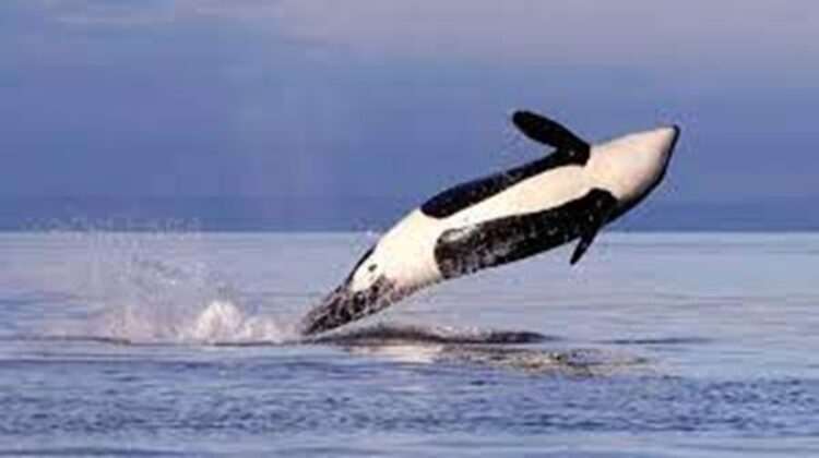 23 de julio, “Día Mundial de las Ballenas y los Delfines”