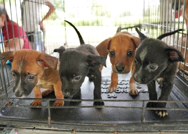 Realiza Dirección de Bienestar Animal ‘Feria de Adopciones’ en NLD