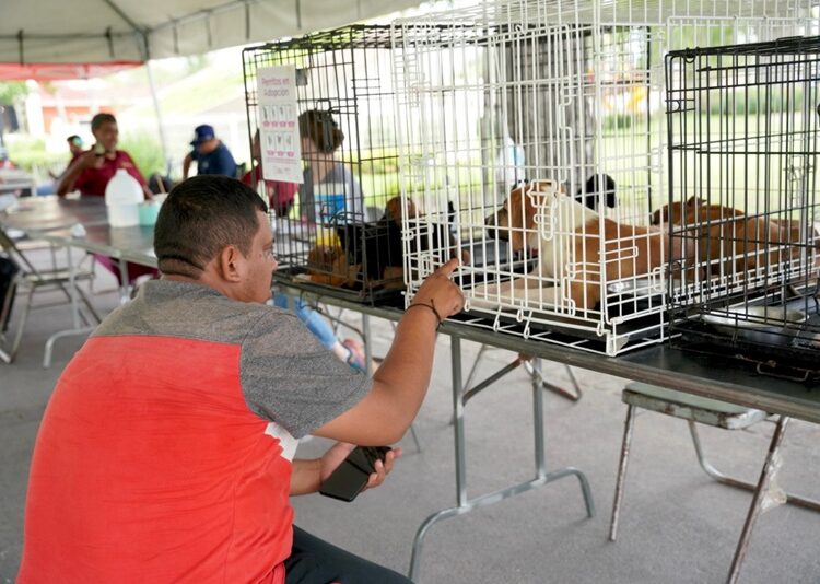 Realiza Dirección de Bienestar Animal ‘Feria de Adopciones’ en NLD