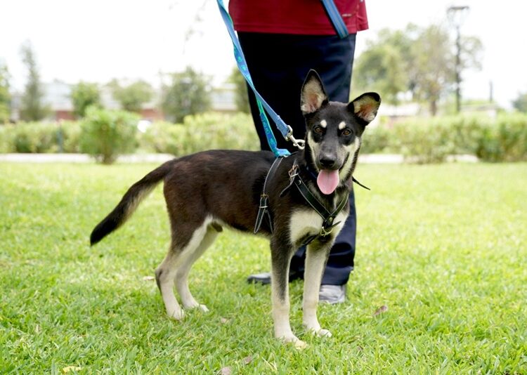 Realiza Dirección de Bienestar Animal ‘Feria de Adopciones’ en NLD