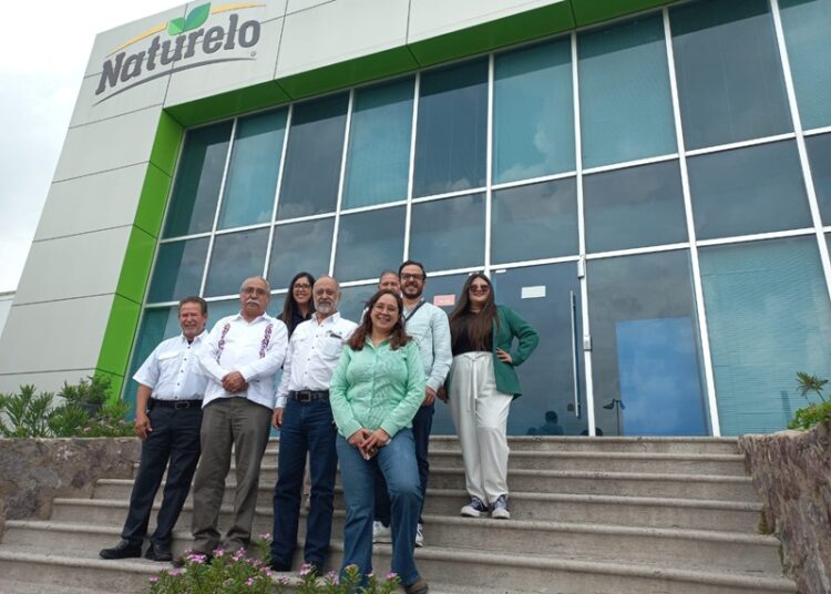 Realizan 2.ª prueba para la fabricación de harina nixtamalizada de sorgo blanco