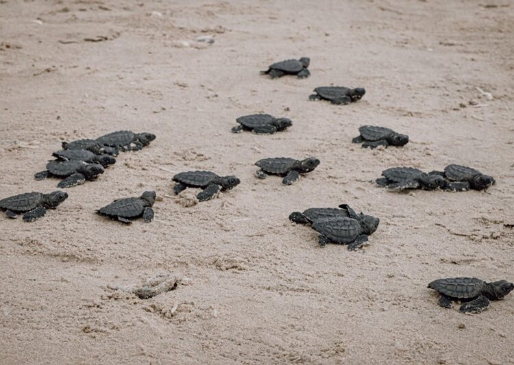 Refuerzan protección de la tortuga lora y turismo responsable en Matamoros