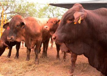 Se mantiene ganado de Tamaulipas libre del gusano barrenador