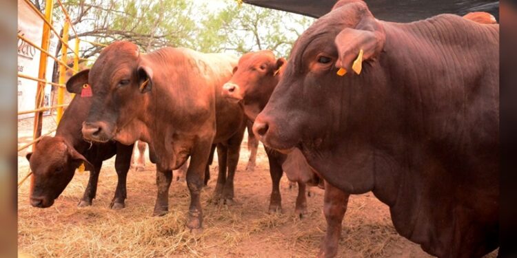 Se mantiene ganado de Tamaulipas libre del gusano barrenador