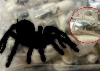 Hallan tarántulas en paquetes de galletas en Alemania