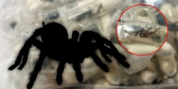 Hallan tarántulas en paquetes de galletas en Alemania
