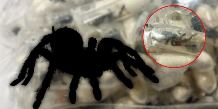 Hallan tarántulas en paquetes de galletas en Alemania