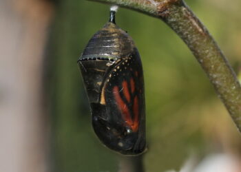 INMUJER de Nuevo Laredo implementará “Orugas Mariposas”