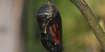 INMUJER de Nuevo Laredo implementará “Orugas Mariposas”
