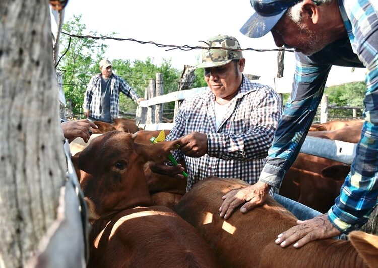Continúa entrega de Paquetes Tecnológicos Pecuarios en Tamaulipas
