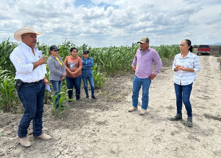 Impulsan productividad y sostenibilidad del sector agropecuario tamaulipeco