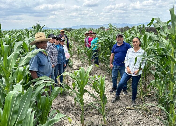 Impulsan productividad y sostenibilidad del sector agropecuario tamaulipeco
