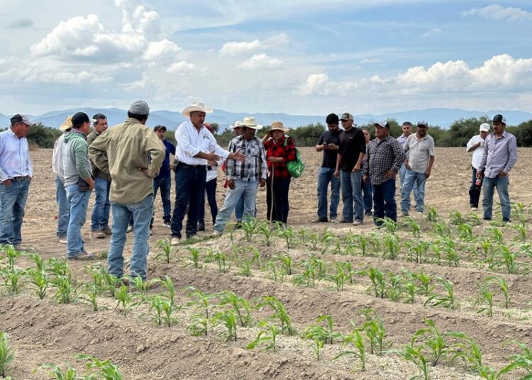 Impulsan productividad y sostenibilidad del sector agropecuario tamaulipeco