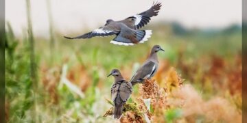 Inicia en Tamaulipas temporada de caza de paloma ala blanca