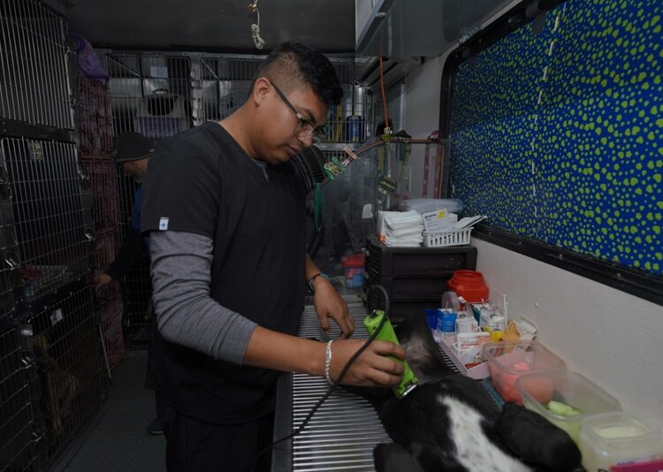 Invita NLD a campaña gratuita de esterilización para perros y gatos