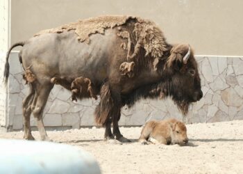 Nace cría de bisonte americano en el Zoológico de NLD