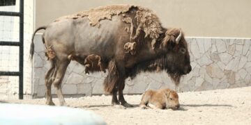 Nace cría de bisonte americano en el Zoológico de NLD