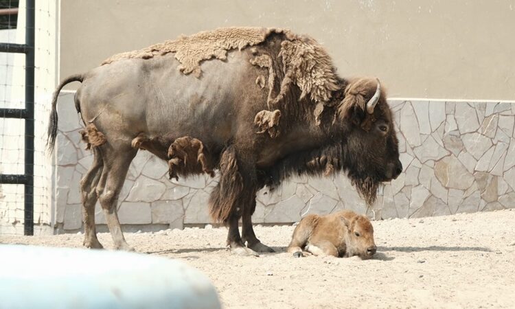 Nace cría de bisonte americano en el Zoológico de NLD