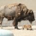Nace cría de bisonte americano en el Zoológico de NLD