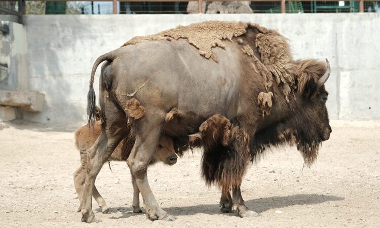 Nace cría de bisonte americano en el Zoológico de NLD