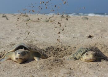 Nuevo récord de Tamaulipas en liberación de crías de Tortuga Lora