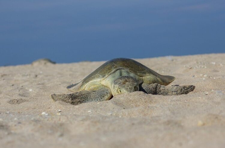 Nuevo récord de Tamaulipas en liberación de crías de Tortuga Lora