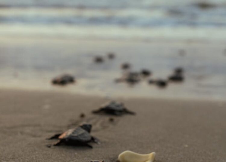 Nuevo récord de Tamaulipas en liberación de crías de Tortuga Lora