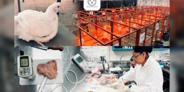 Producirá la UAT pollos de engorda con mayor calidad nutritiva y saludable