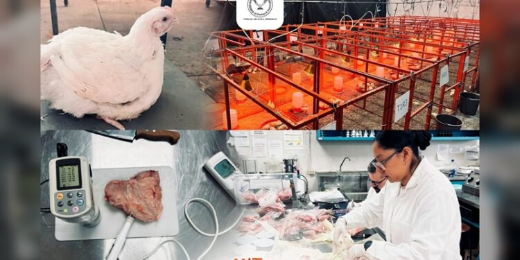 Producirá la UAT pollos de engorda con mayor calidad nutritiva y saludable