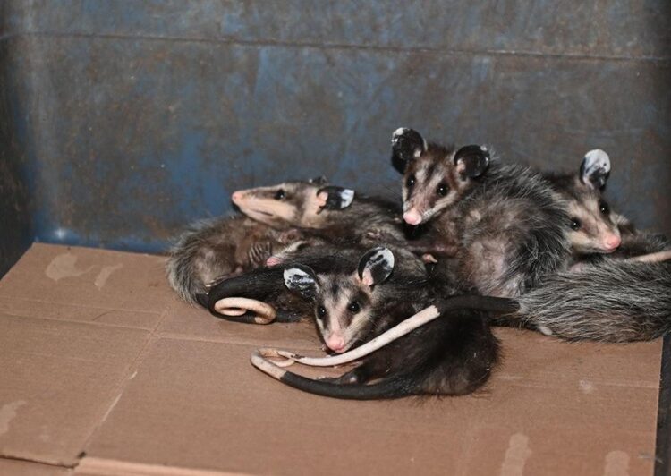 Reconoce Colectivo Animalista a Municipio por apoyar derechos de los animales