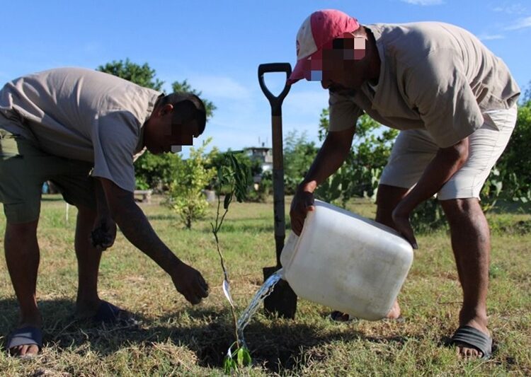 Reforestan CEDES Matamoros con plantación de árboles frutales