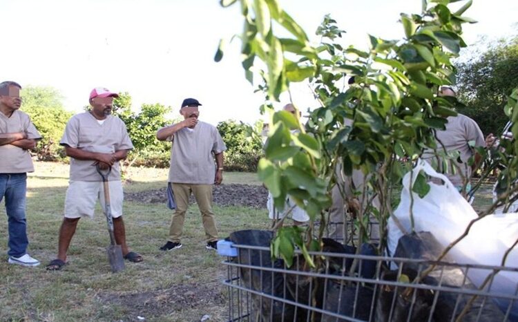 Reforestan CEDES Matamoros con plantación de árboles frutales