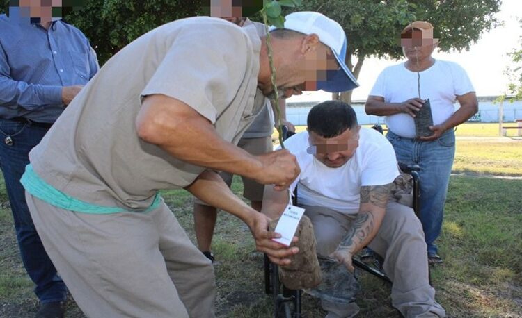 Reforestan CEDES Matamoros con plantación de árboles frutales