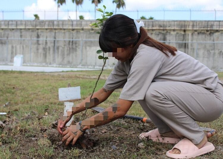 Reforestan CEDES Matamoros con plantación de árboles frutales