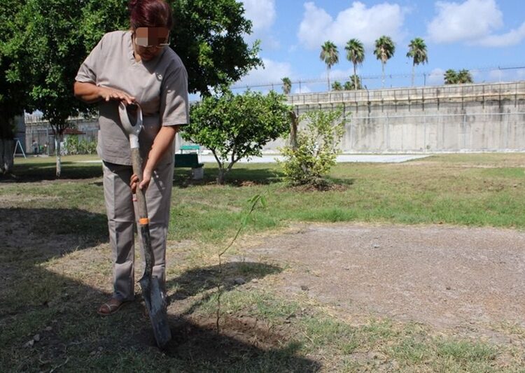 Reforestan CEDES Matamoros con plantación de árboles frutales