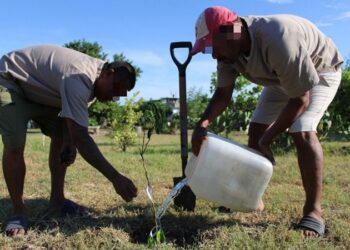 Reforestan CEDES Matamoros con plantación de árboles frutales