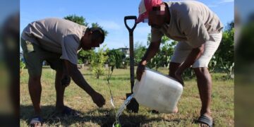 Reforestan CEDES Matamoros con plantación de árboles frutales