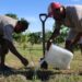 Reforestan CEDES Matamoros con plantación de árboles frutales