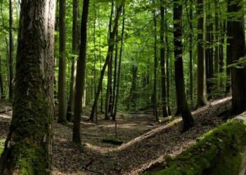 Refuerzan combate de plagas forestales en Tamaulipas