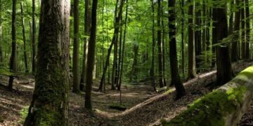 Refuerzan combate de plagas forestales en Tamaulipas