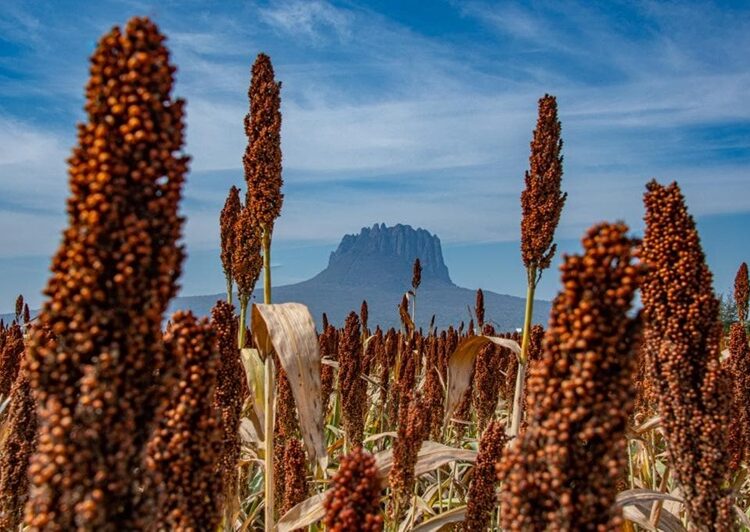 Convocan a participar en el 2º Concurso de Fotografía “Esto es Tamaulipas”
